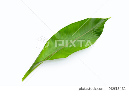 Heliconia leaf on white background. 98958481