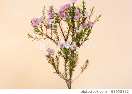 Pink white waxflower with copy space 98958522