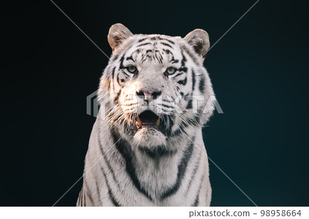 White tiger with black stripes, contrast portrait White tiger with black stripes, contrast portrait 98958664