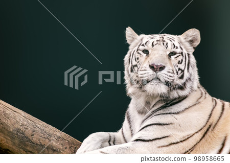 White tiger portrait on green blurred background White tiger portrait on green blurred background 98958665