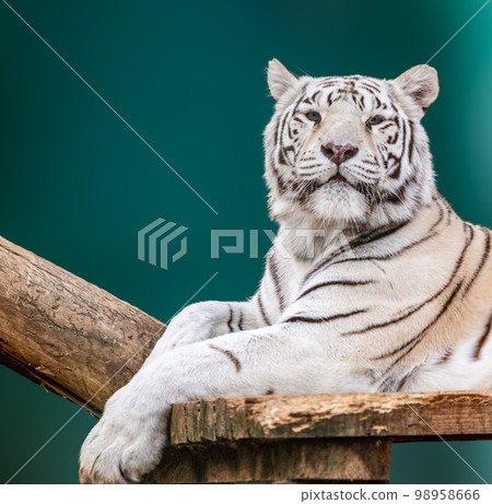 White tiger laying down on wooden deck, portrait 98958666