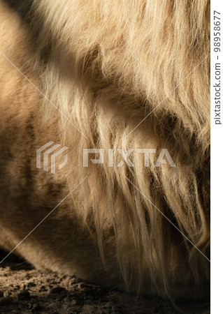 Lion body with gorgeous mane fur close-up Lion body with gorgeous mane fur close-up 98958677