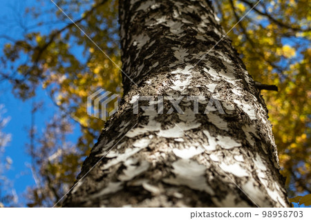 Autumn birch tree bark details with yellow leaves Autumn birch tree bark details with yellow leaves 98958703