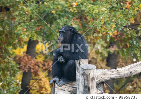 Chimpanzee sitting in calm pose on wooden trunk Chimpanzee sitting in calm pose on wooden trunk 98958735