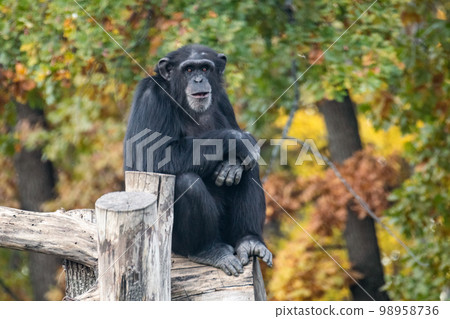Chimpanzee sitting in calm pose on wooden trunk Chimpanzee sitting in calm pose on wooden trunk 98958736