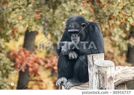 Chimpanzee sitting in sad pose on wooden trunk Chimpanzee sitting in sad pose on wooden trunk 98958737