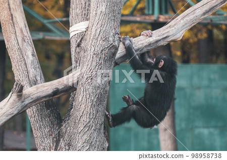 Chimpanzee child playing, hanging on tree trunks Chimpanzee child playing, hanging on tree trunks 98958738
