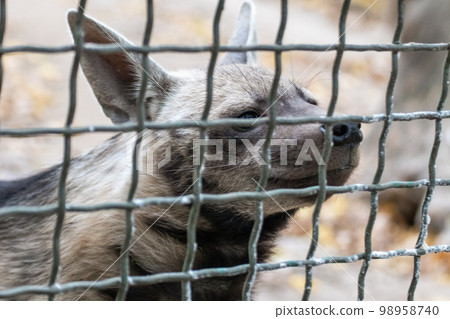 Close-up black hyena in a cage in the zoo Close-up black hyena in a cage in the zoo 98958740