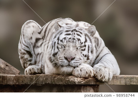 White tiger sleeping portrait, blurred background 98958744