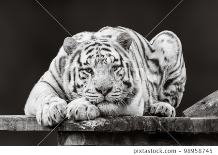 Tiger in black and white laying on wooden deck Tiger in black and white laying on wooden deck 98958745