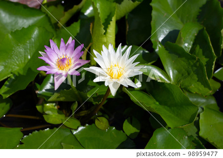 Beautiful blooming Nymphaea lotus flower with leaves, Water lily pot Beautiful blooming Nymphaea lotus flower with leaves, Water lily pot 98959477