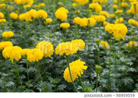 Yellow marigold flower in garden Yellow marigold flower in garden 98959559