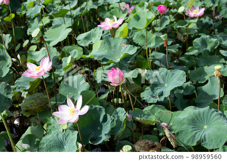 Pink lotus flower blooming in pond with green leaves Pink lotus flower blooming in pond with green leaves 98959560