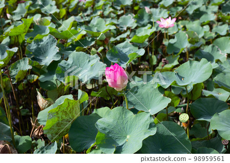 Pink lotus flower blooming in pond with green leaves Pink lotus flower blooming in pond with green leaves 98959561