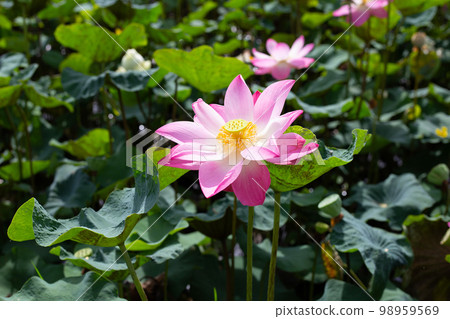 Pink lotus flower blooming in pond with green leaves Pink lotus flower blooming in pond with green leaves 98959569