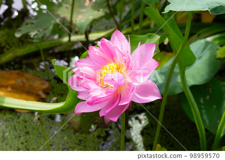 Pink lotus flower blooming in pond with green leaves Pink lotus flower blooming in pond with green leaves 98959570