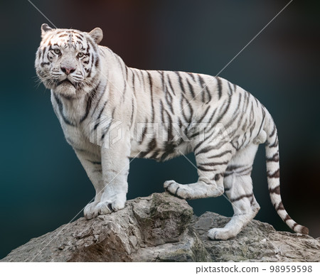 White tiger with black stripes standing on rock 98959598
