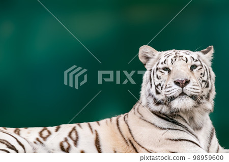 White tiger with black stripes portrait on green White tiger with black stripes portrait on green 98959600