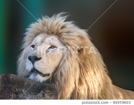 White lion peacefully put head on rock, close-up 98959603