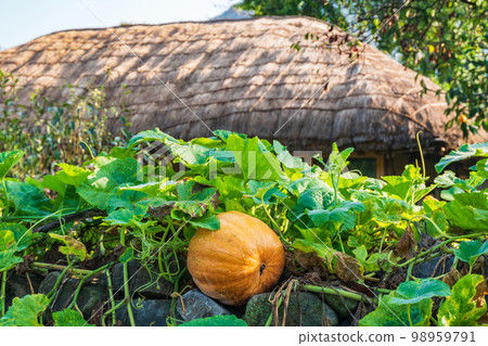 Pumpkin, Asan-si, Chungnam Pumpkin, Asan-si, Chungnam 98959791