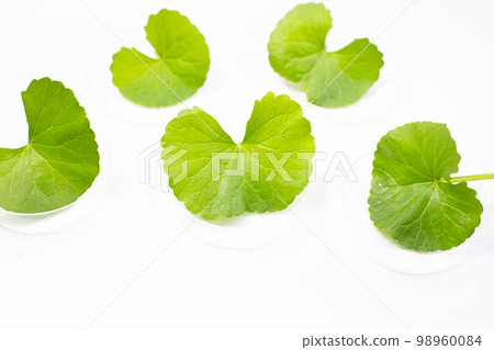 Fresh leaves of gotu kola in petri dishes on white background. 98960084