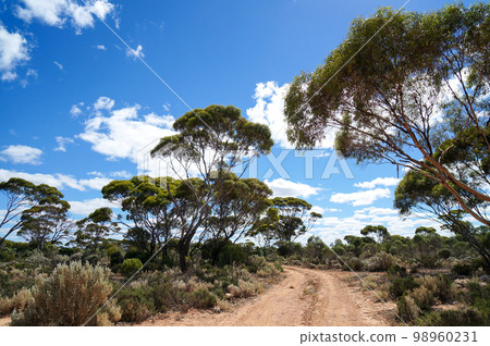 Old road in the Nullarbor Plain, Western Australia Old road in the Nullarbor Plain, Western Australia 98960231