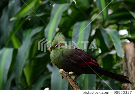 From Matsue Vogel Park 98960337