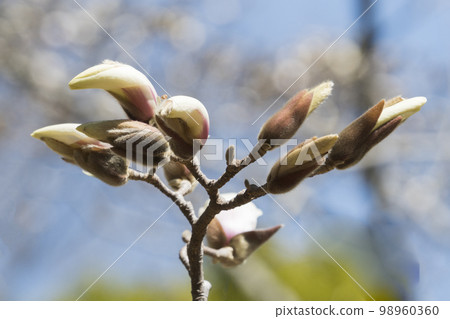 Magnolia, Taean-gun, Chungnam 98960360