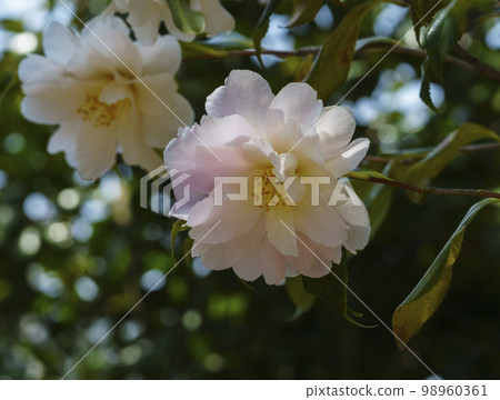Camellia Flower, Spring, Taean-gun, Chungnam Camellia Flower, Spring, Taean-gun, Chungnam 98960361