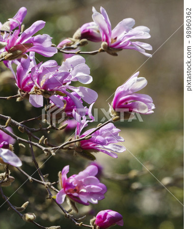 Magnolia, Taean-gun, Chungnam Magnolia, Taean-gun, Chungnam 98960362