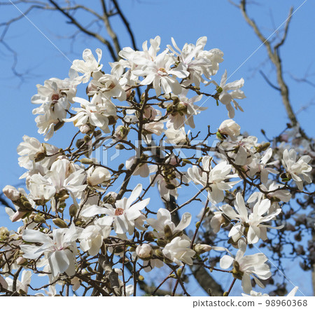 Magnolia, Taean-gun, Chungnam Magnolia, Taean-gun, Chungnam 98960368