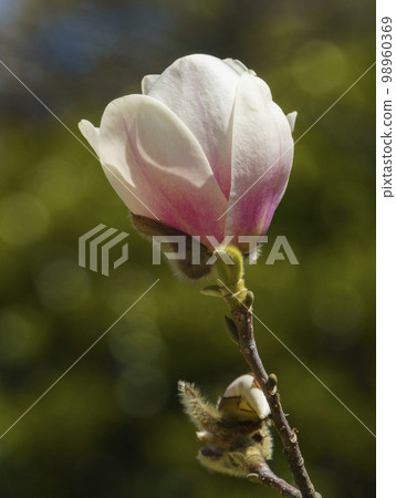 Magnolia, Taean-gun, Chungnam 98960369