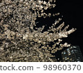 夜晚的櫻花 98960370