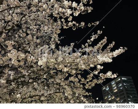 Cherry blossoms at night Cherry blossoms at night 98960370