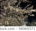 夜晚的櫻花 98960371