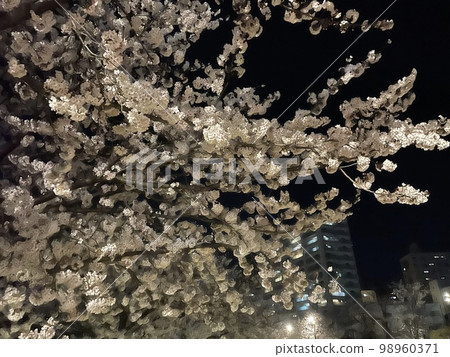 夜晚的櫻花 夜晚的櫻花 98960371