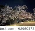 夜晚的櫻花 98960372