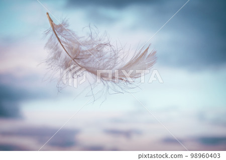 White light feather flying on background of pink-blue sky with clouds White light feather flying on background of pink-blue sky with clouds 98960403