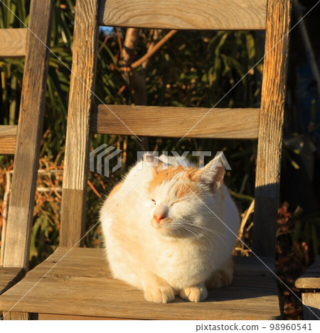 一隻貓 一隻貓 98960541