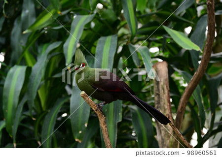 From Matsue Vogel Park 98960561