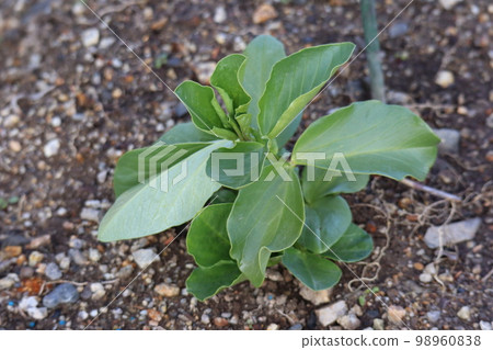 Scenery of a field of soil planted with fava bean seedlings called Hatsuhime of green leaves Scenery of a field of soil planted with fava bean seedlings called Hatsuhime of green leaves 98960838