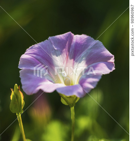 牽牛花,春天 牽牛花,春天 98960967