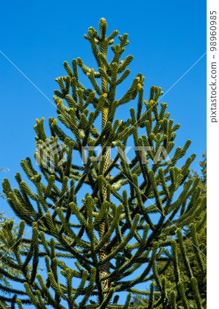 chili pine tree welcoming spring 98960985