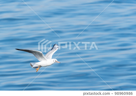 Flying scenery of seagulls 98960986