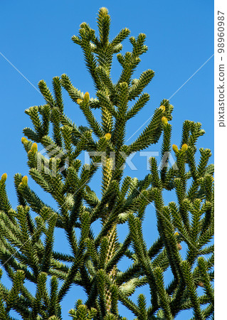 chili pine tree welcoming spring 98960987