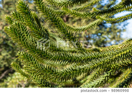 有許多刺的辣椒松樹枝 有許多刺的辣椒松樹枝 98960998