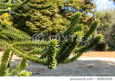 有許多刺的辣椒松樹枝 98960999