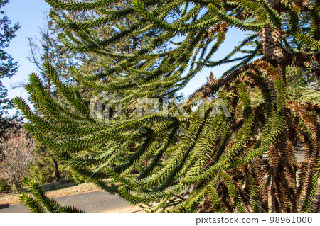 A chili pine branch with many thorns 98961000