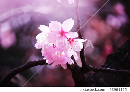 beautiful pink cherry blossoms beautiful pink cherry blossoms 98961155