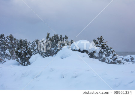 被雪覆蓋的海岸線上的蝦夷雲杉 被雪覆蓋的海岸線上的蝦夷雲杉 98961324